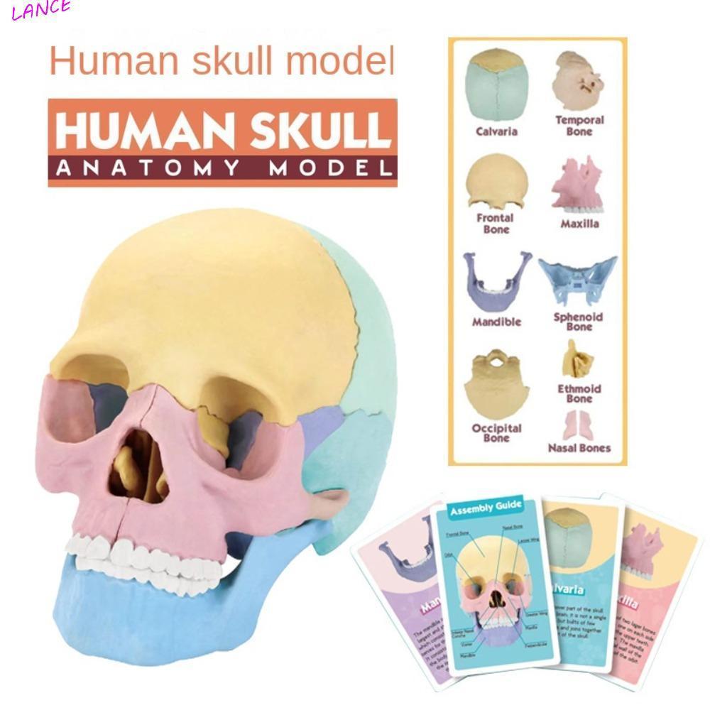 LANCE Skull รุ่น 1:2 4D Anatomy Skull รุ่น, Skeleton Art ที่ถอดออกได้ทันตกรรม 8 สี Human-Skull รุ่น 