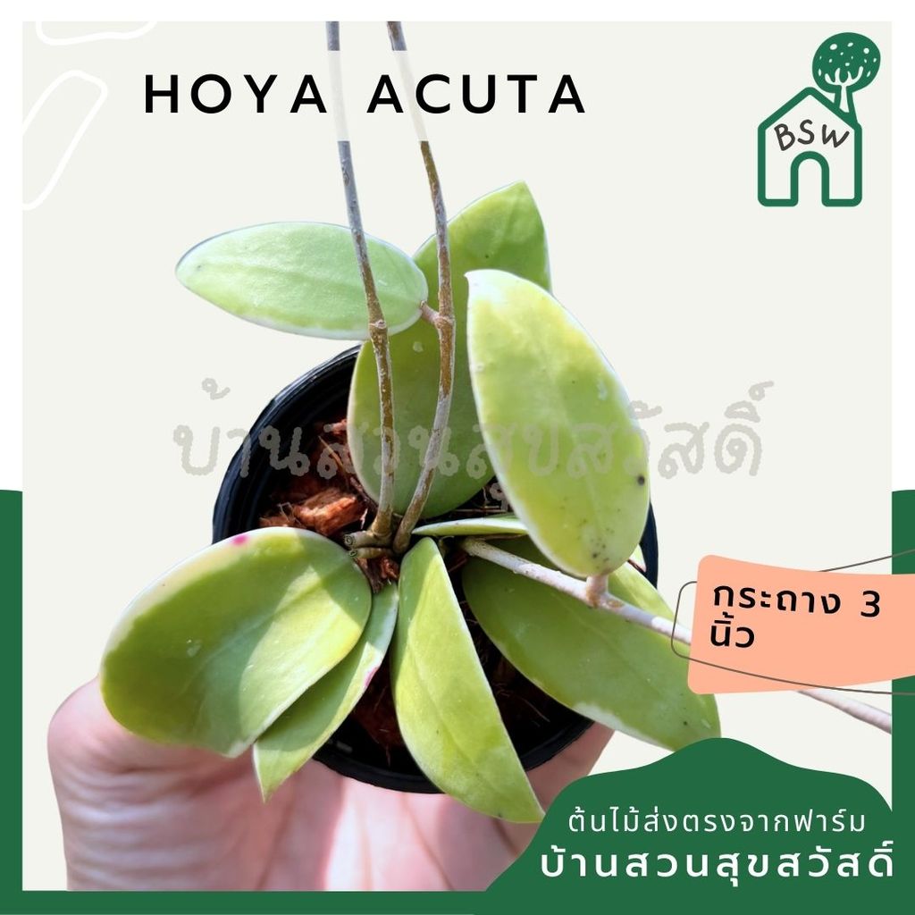 มุมมอง 5