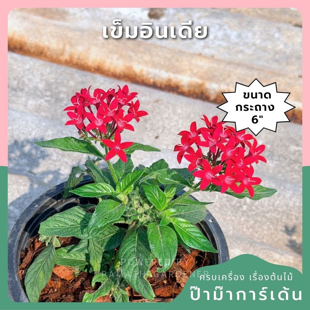 เข็มอินเดีย 6 นิ้ว (มีสีแดง ชมพู ม่วง) - Egyptian Star Cluster