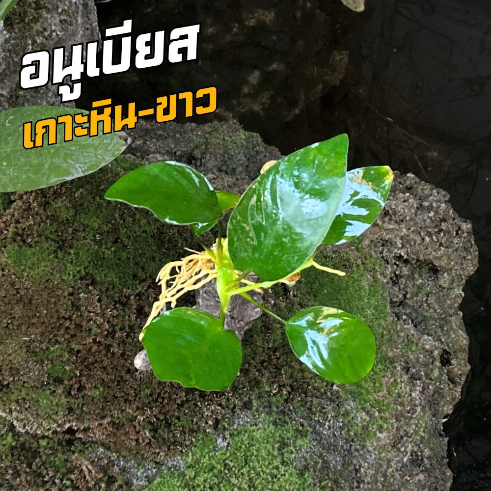 อนูเบียส (Anubias) เกาะหิน-ขาว
