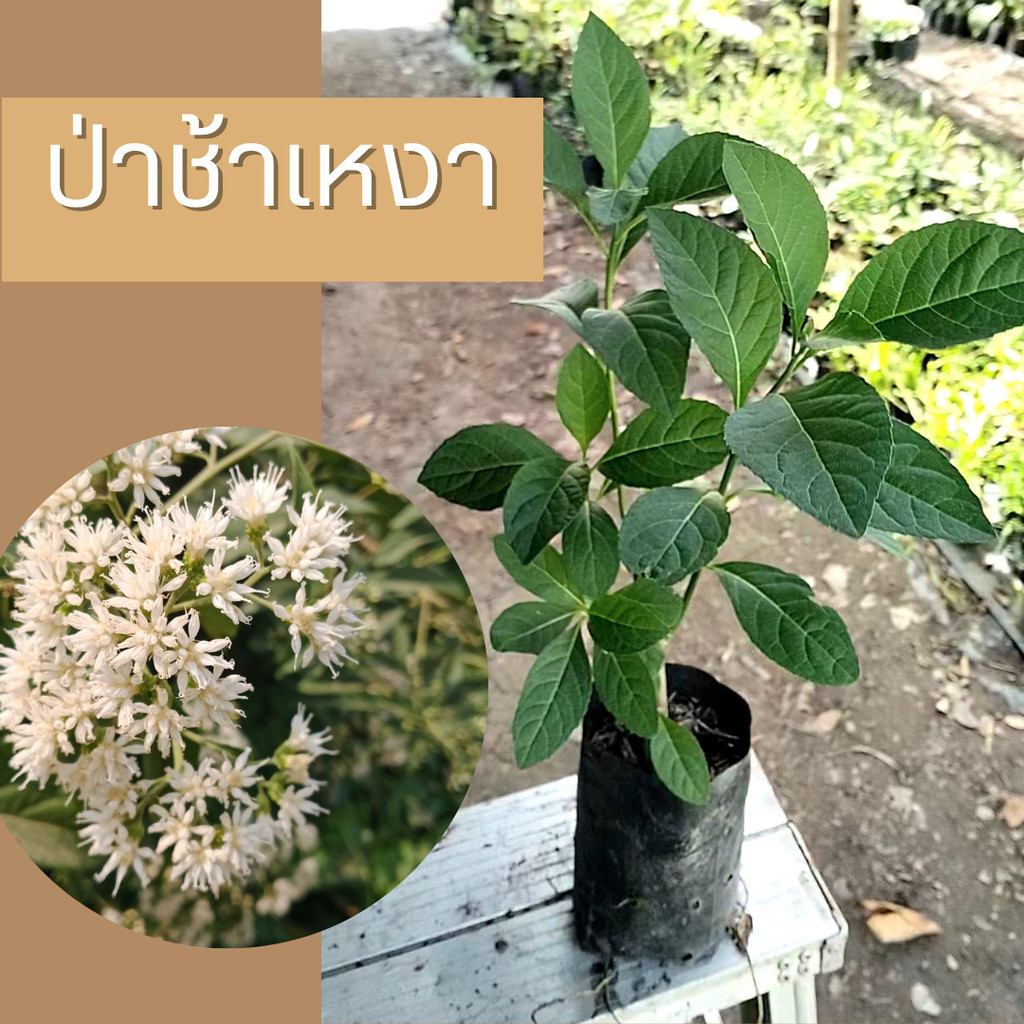 ต้นหนานเฉาเหว่ย หรือต้นป่าช้าเหงา สมุนไพรแห่งเมืองจีน เดินทางมาถึงไทยแล้ว