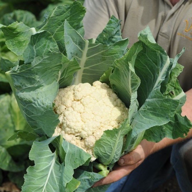 เมล็ดพันธุ์ กะหล่ำดอก สโนว์บอล (Snowball Self Blanching Cauliflower Seed) บรจจุ 100 เมล็ด ของแท้ 100