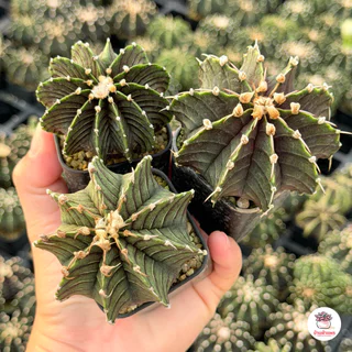 Sale!! ยิมโน อั้นกระถาง แคคตัส กระบองเพชร cactus&succulent