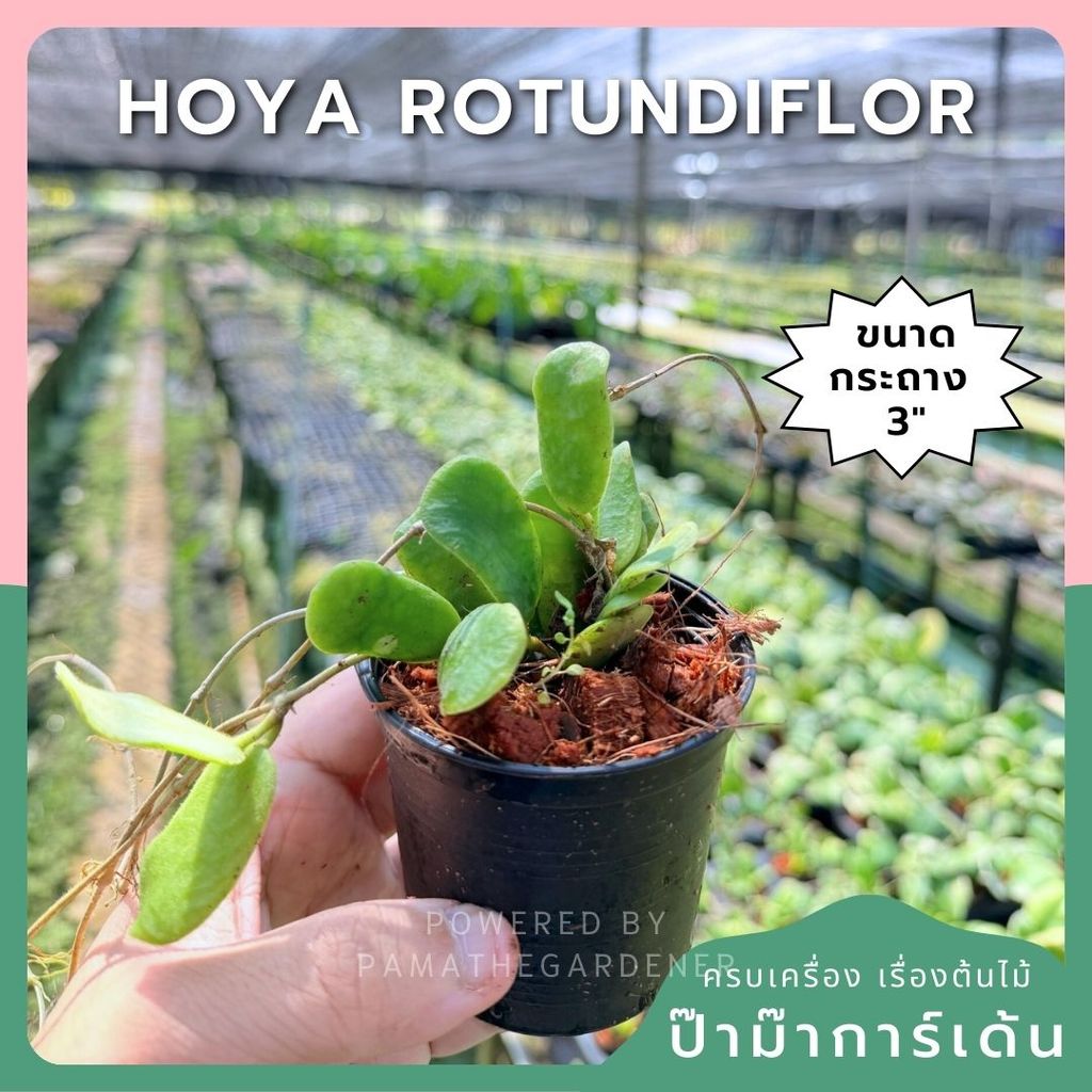 มุมมอง 4