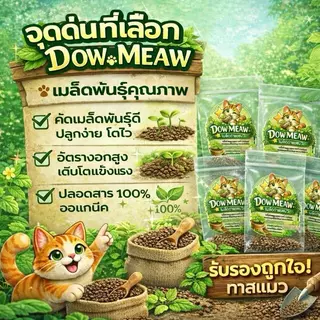 เมล็ดพันธุ์ตำแยแมว แบรนด์ดาวแมว เมล็ดพันธุ์คัดพิเศษอย่างดี จากต้นพันธุ์ปลอดสารเคมี เมล็ดพันธุ์ใหม่ อัตราการงอกสูง
