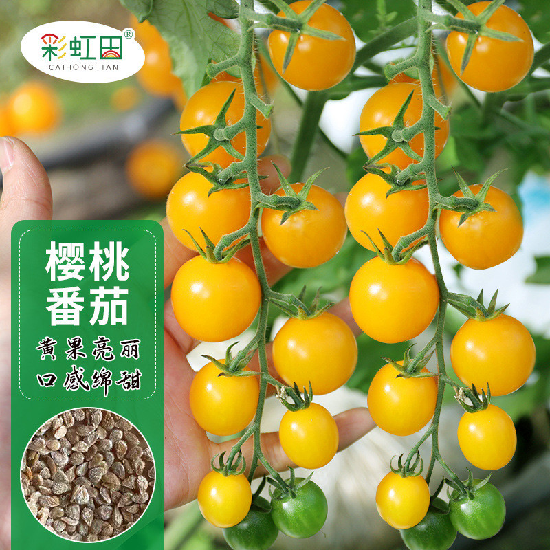 圣桃เมล็ดมะเขือเทศ黄女果种四季盆栽小西红种籽春秋庭支Cherry Tomato Seeds Yellow Cherry Tomato Fruit Seeded Four Seasons 