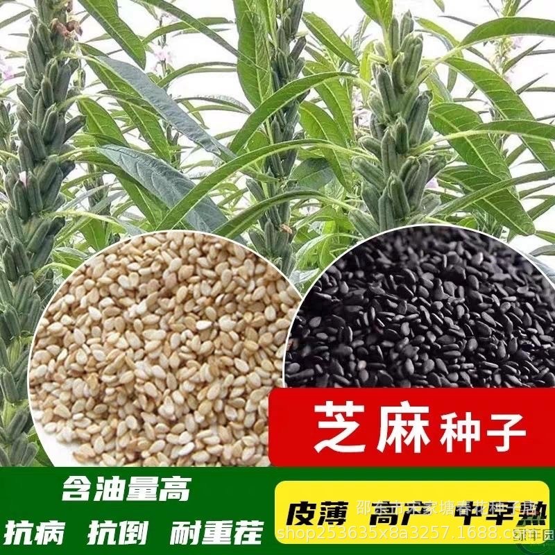 现货热卖矮脚油芝麻种子白芝麻黑芝麻榨油芝麻Dwarf oil sesame seeds: white sesame and black sesame, for oil pressing.2026032