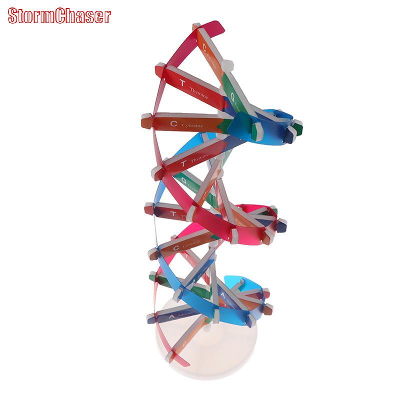 [Storm-t] Human Genes DNA รุ่น Double Helix ของเล่นวิทยาศาสตร์การสอนการเรียนรู้การศึกษาของเล่น