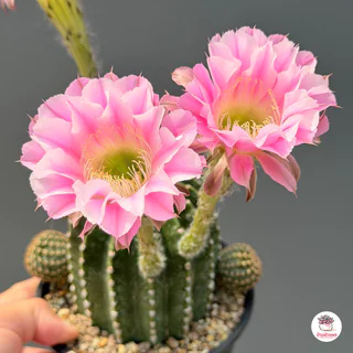 อิชินอปซิส ไฮบริด แองเจิล Echinopsis แคคตัส กระบองเพชร cactus&succulent