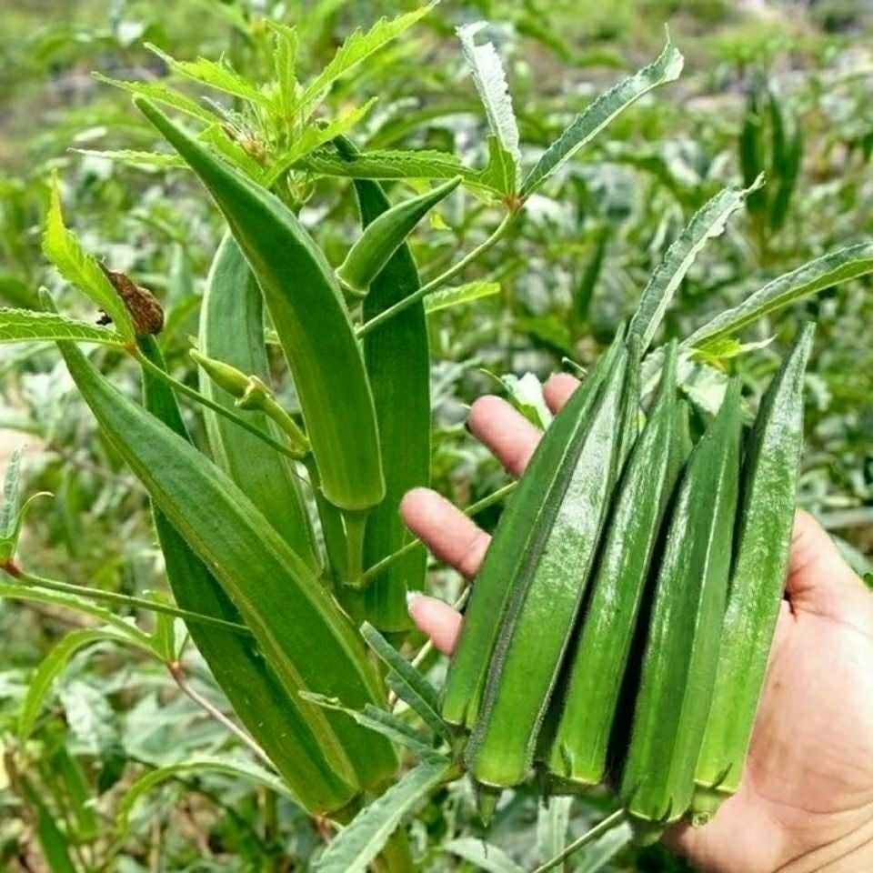 现货绿秋葵种子 高产黄秋葵易种农家阳台特色蔬菜种Green Okra Seeds High Yield Okra Easy to Gow Farmer20260401