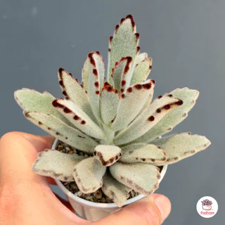 แพนด้า Kalanchoe Tomentosa Panda ไม้อวบน้ำ กุหลาบหิน cactus&succulentหลากหลายสายพันธุ์