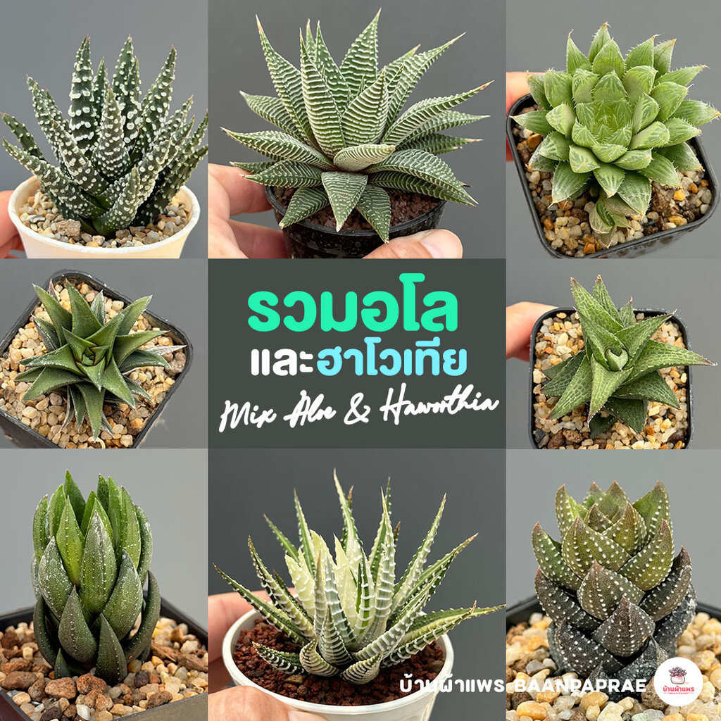 รวมอโลและฮาโวเทีย Mix Aloe & Haworthia หลายสายพันธุ์ ส่งทั้งกระถาง cactus&succulent