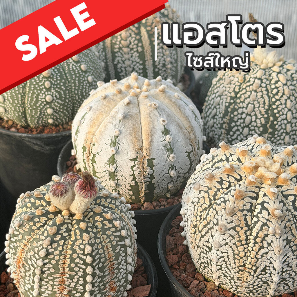 แอสโตรไฟตัม #ไซส์ใหญ่ Astrophytum แคคตัส กระบองเพชร cactus&succulent