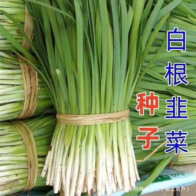 现货热卖白根韭菜种子四季高产白韭菜籽庭院阳台盆栽耐寒大叶蔬菜种子White root leek seeds four seasons high yield white leek seed court2
