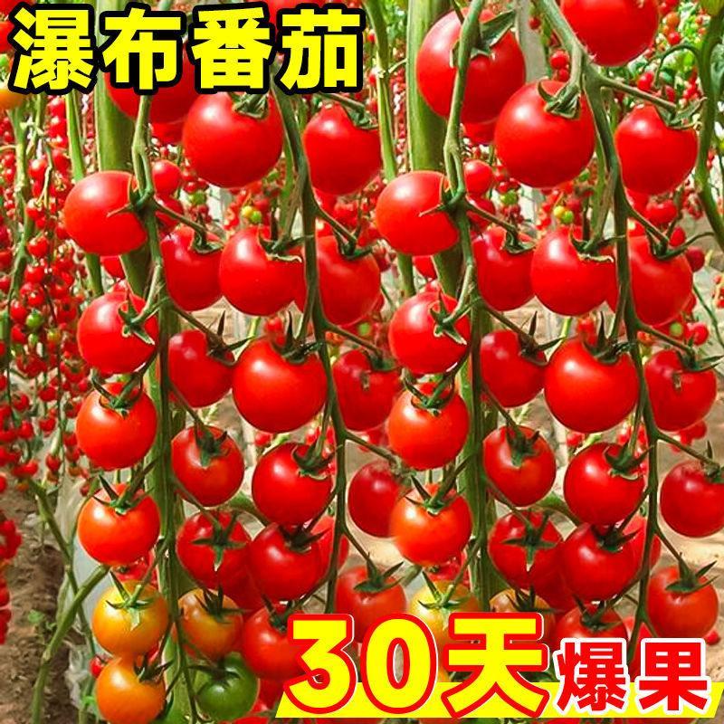 现货香甜多汁瀑布小番茄种子圣女果樱桃西红柿种子四季播盆栽蔬菜种子Sweet and Juicy Falls Little Tomato Seeds Tomato Cherry20260331