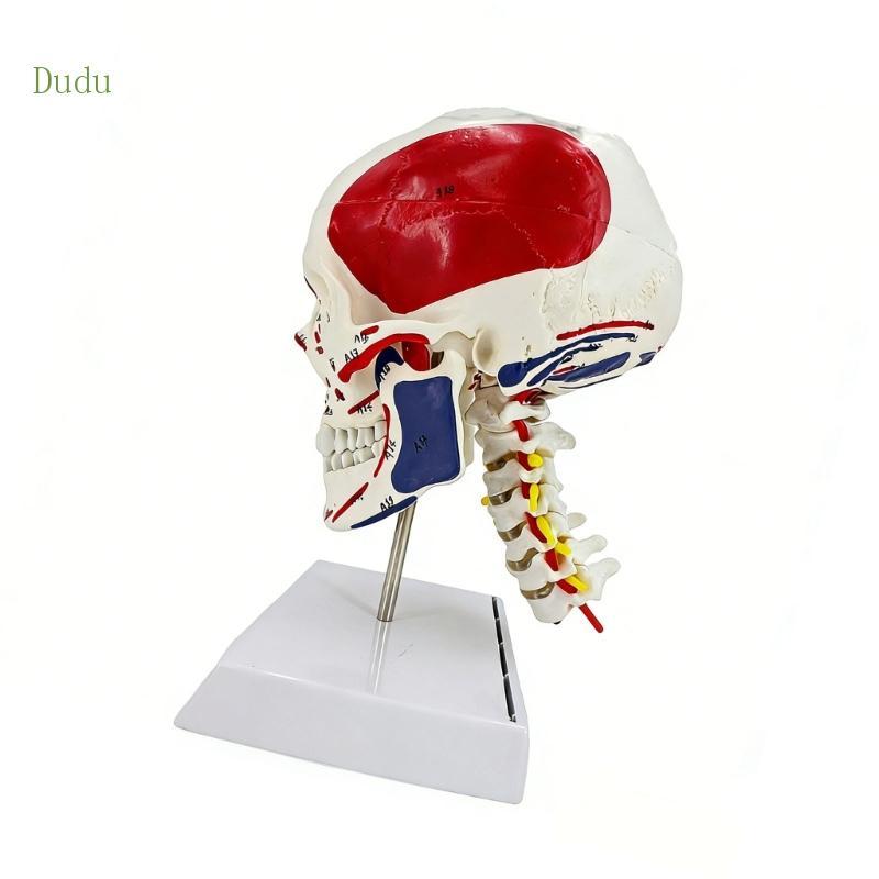 Ddu Life Size Anatomical Skull Framework พร้อมกระดูกสันหลังส่วนคอสําหรับนักเรียน