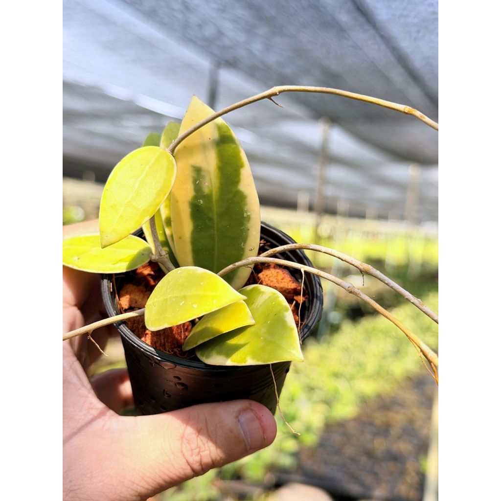 มุมมอง 2