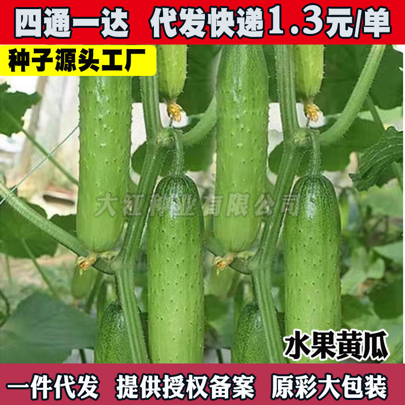 现货*水果黄瓜种子旱黄瓜种籽青瓜籽四季盆栽阳台菜种籽蔬菜种子孑大全Fruit cucumber seeds, dry-grown cucumber seeds, green cucumber seed