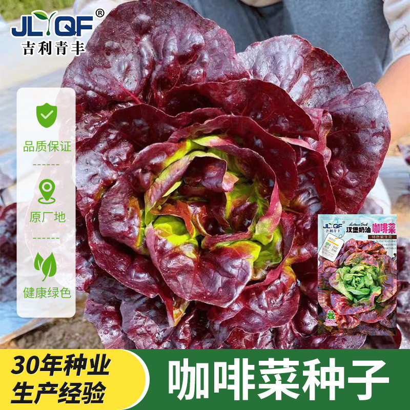 现货汉堡奶油咖啡菜生菜种子紫叶生菜籽耐热四季播冬季耐寒保健蔬菜种Hamburger cream coffee vegetable lettuce seeds purple leaf lettuce20