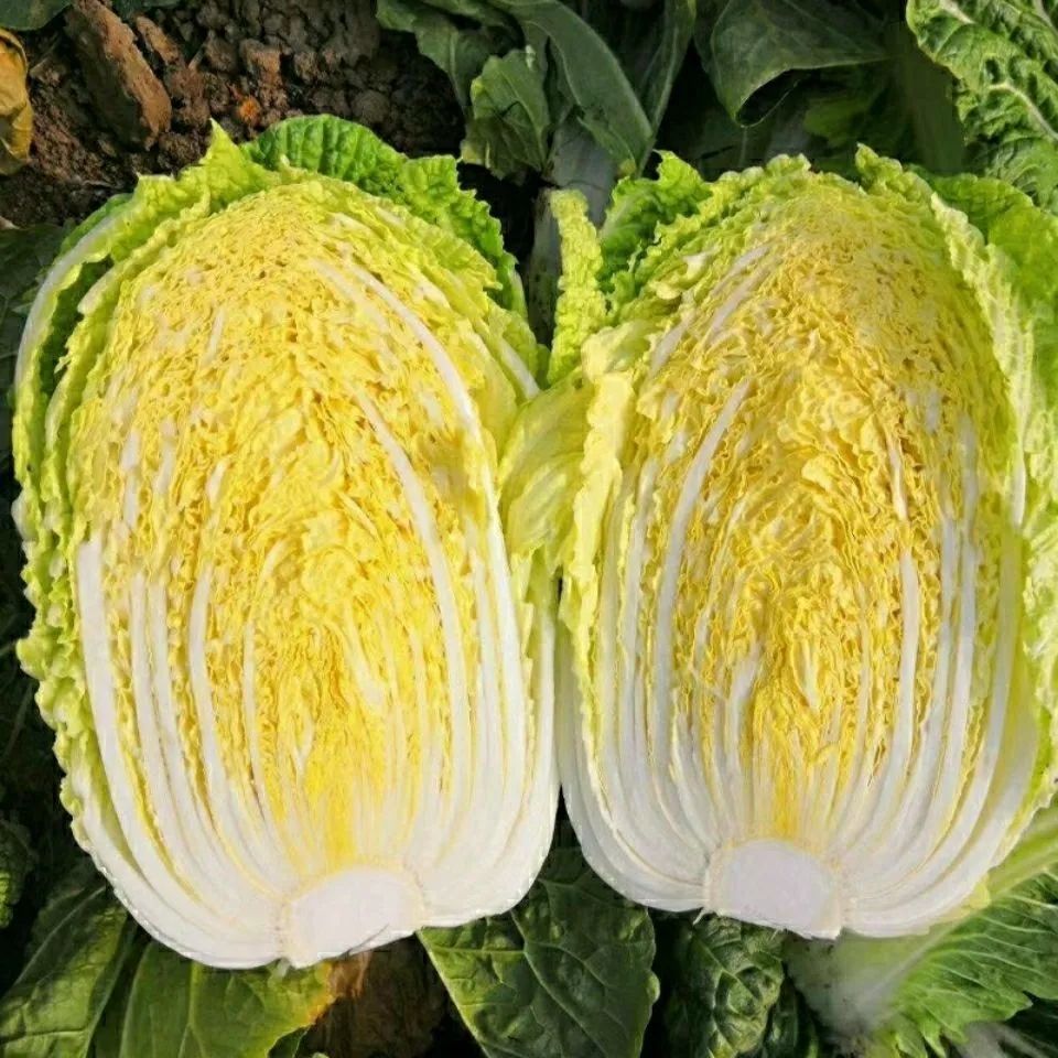 现货热卖四季黄金娃娃菜种子蔬菜种子  生长快高产菜籽播种蔬菜Four Seasons Golden Baby Vegetable Seeds Vegetable Seeds20260401