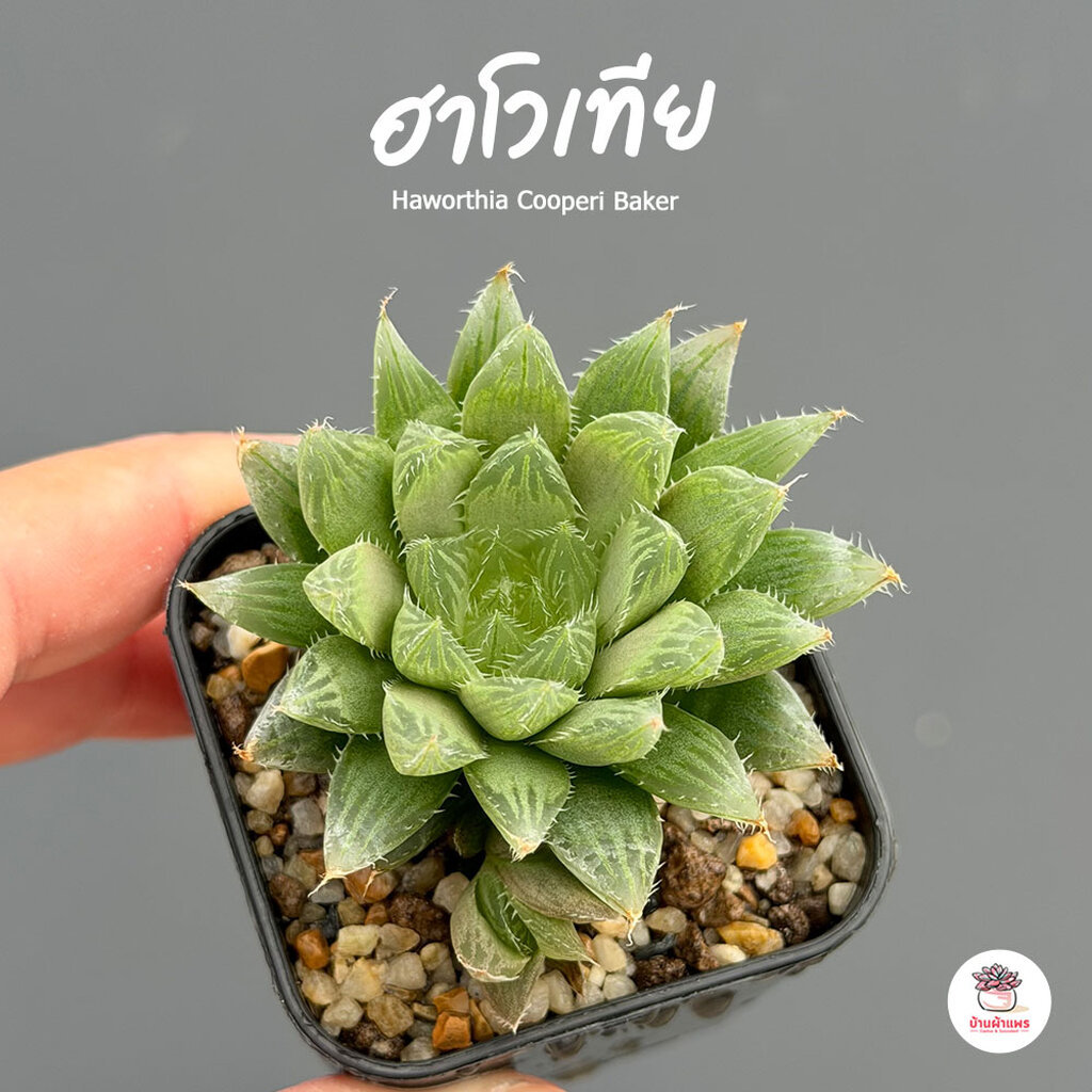 Haworthia Cooperi Baker ฮาโวเทีย ไม้อวบน้ำ กุหลาบหิน cactus&succulentหลากหลายสายพันธุ์