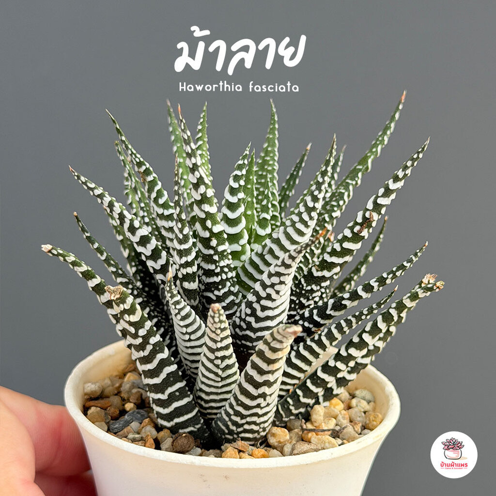 ม้าลาย Haworthia fasciata ไม้อวบน้ำ กุหลาบหิน cactus&succulentหลากหลายสายพันธุ์