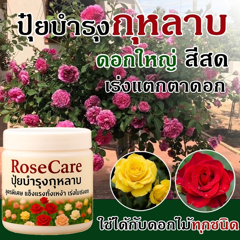 RoseCare ปุ๋ยกุหลาบเร่งดอก ปุ๋ยกุหลาบครบสูตร ปุ๋ยกุหลาบแคระ ปุ๋ยเม็ด ดอกใหญ่ สีสวย ชนิดเม็ด 500กรัม