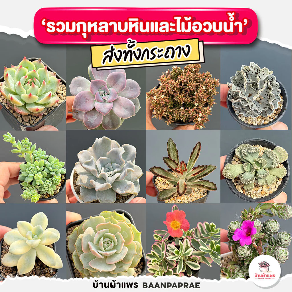 รวมกุหลาบหินและไม้อวบน้ำ หลายสายพันธุ์ ส่งทั้งกระถาง cactus&succulent
