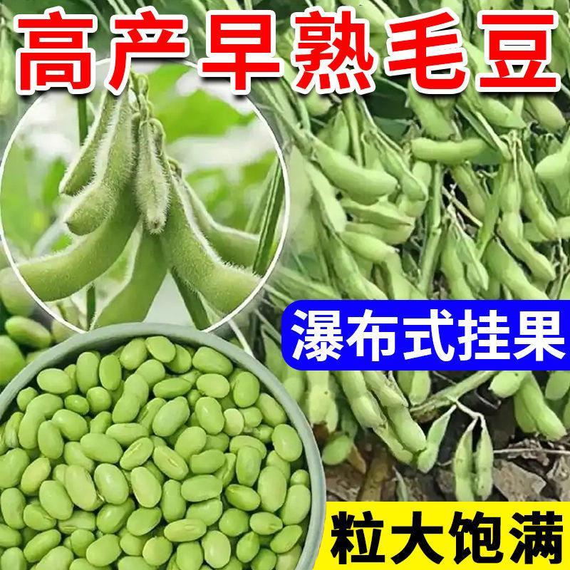 现货早熟毛豆种子本地特绿青豆种孑高产大粒黄豆大豆种籽菜豆种蔬菜籽Early Maturing Edamame Seeds Local Special Green Bean Seeds High2026