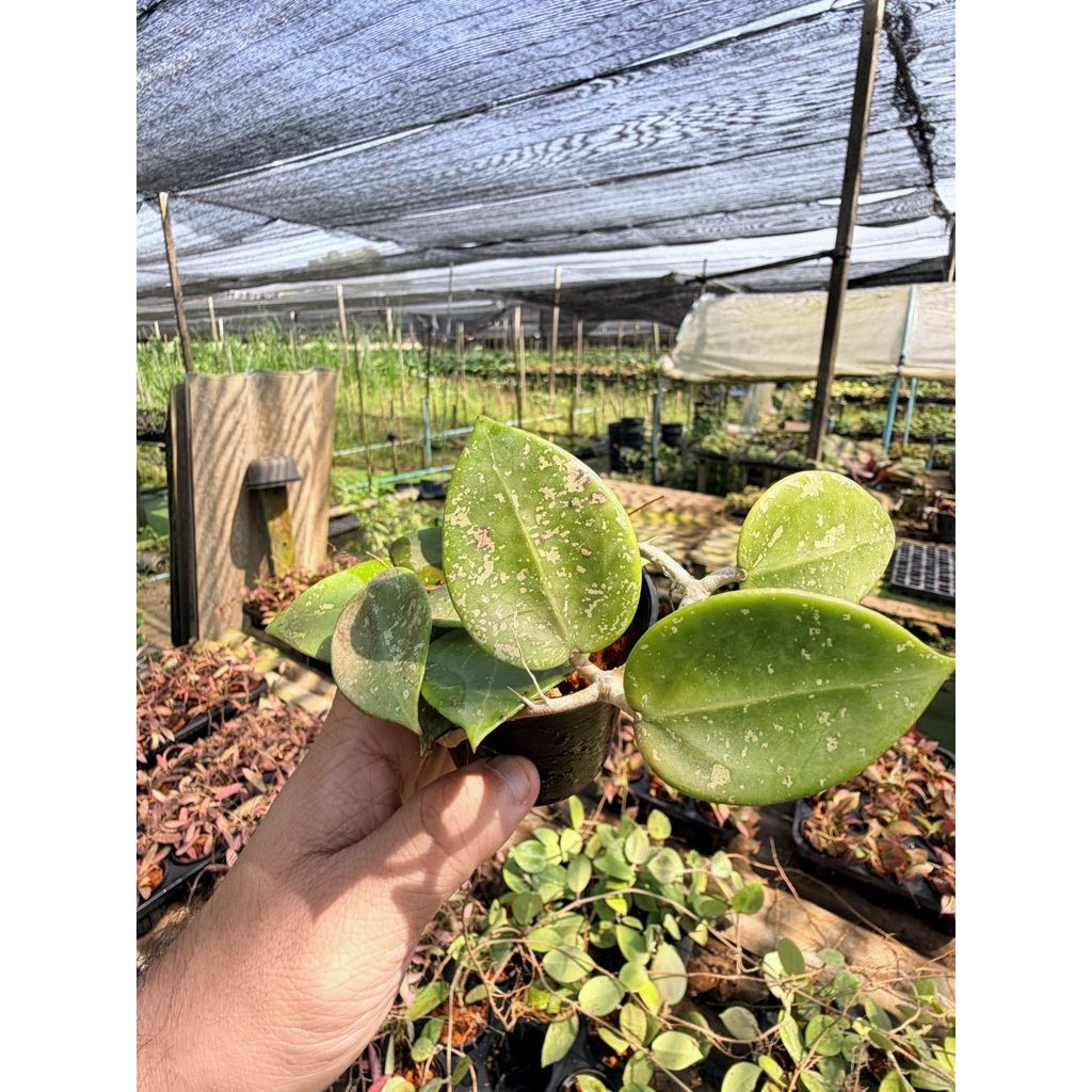 มุมมอง 2