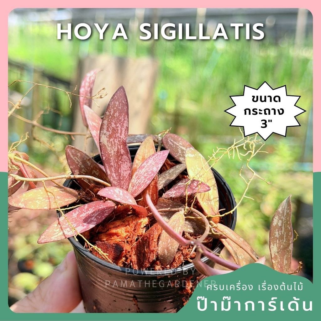 โฮย่า แมลงปอ กระถาง 3 นิ้ว - Hoya Sigillatis (ไม้ใบสวย น่าสะสม)