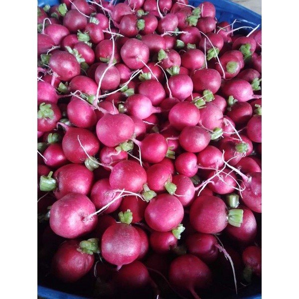 111 ใหม่ สด จากฟาร์ม แรดิชผักสดเพื่อสุขภาพมีวิตามินเอสูง500g ราคา ถูก ที่สุด ราคา ส่ง Good