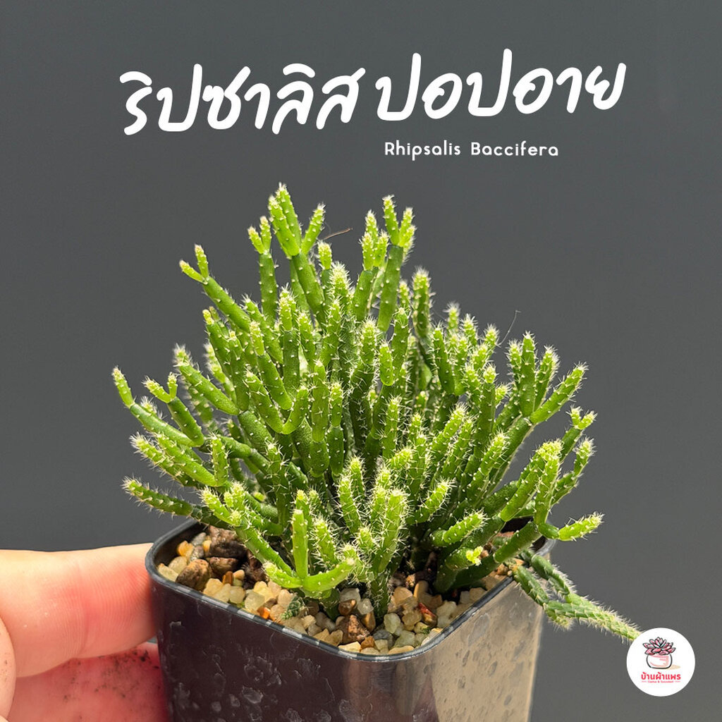 ริปซาลิส ปอปอาย Rhipsalis Baccifera กุหลาบหิน cactus&succulentหลากหลายสายพันธุ์