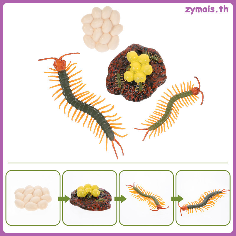 🔥 1 ชุดพลาสติก Centipede Life CYCLE จอแสดงผล Prop สัตว์ Growth CYCLE ของเล่นสําหรับเด็ก Interactive 