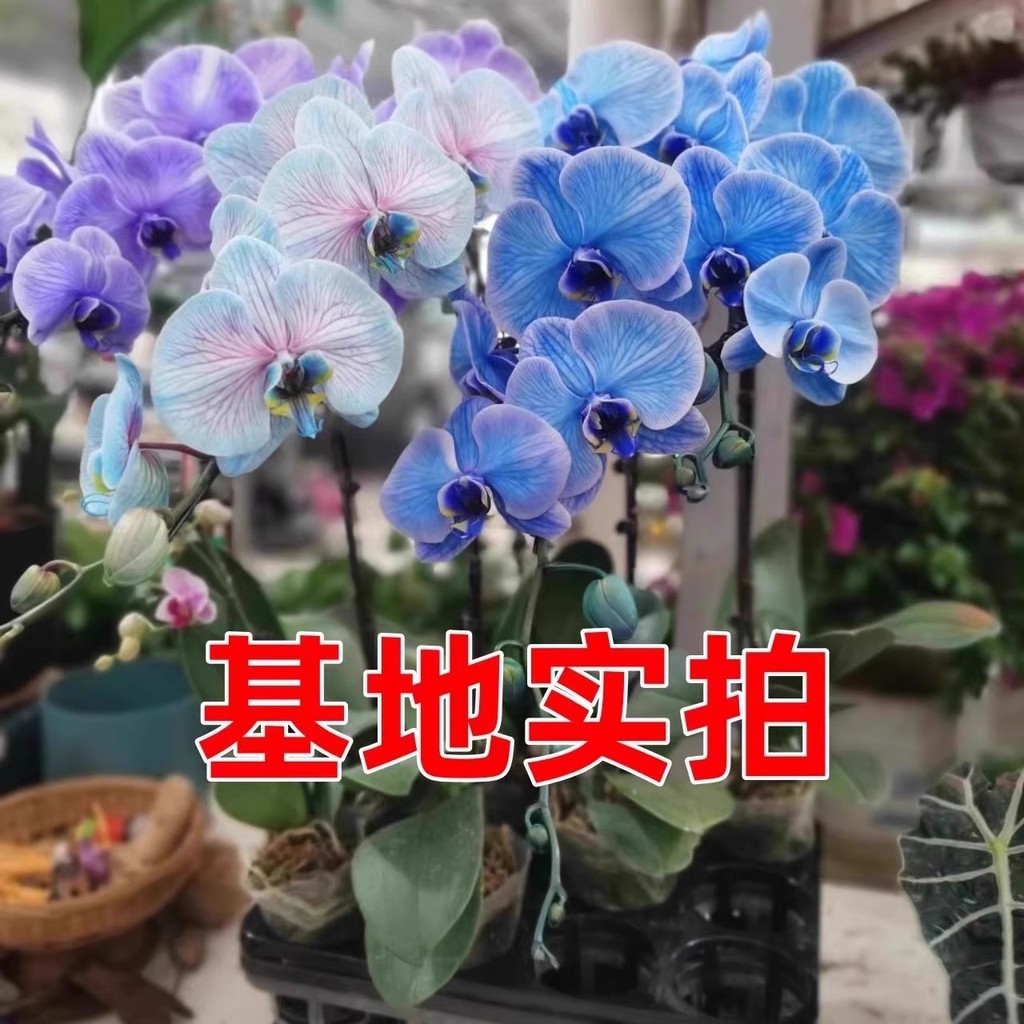 现货*批发零售蝴蝶兰种子 蓝花鸢尾紫花种籽 花卉绿色盆栽郁金香种球Wholesale and retail orchid seeds, blue iris, purple.20260322