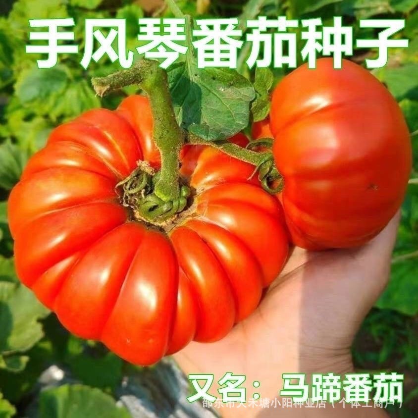 现货热卖手风琴番茄种子老品种番茄高产大果特大个番茄种籽非转基因Accordion Tomato Seeds Old Varieties Tomato High Yield20260330