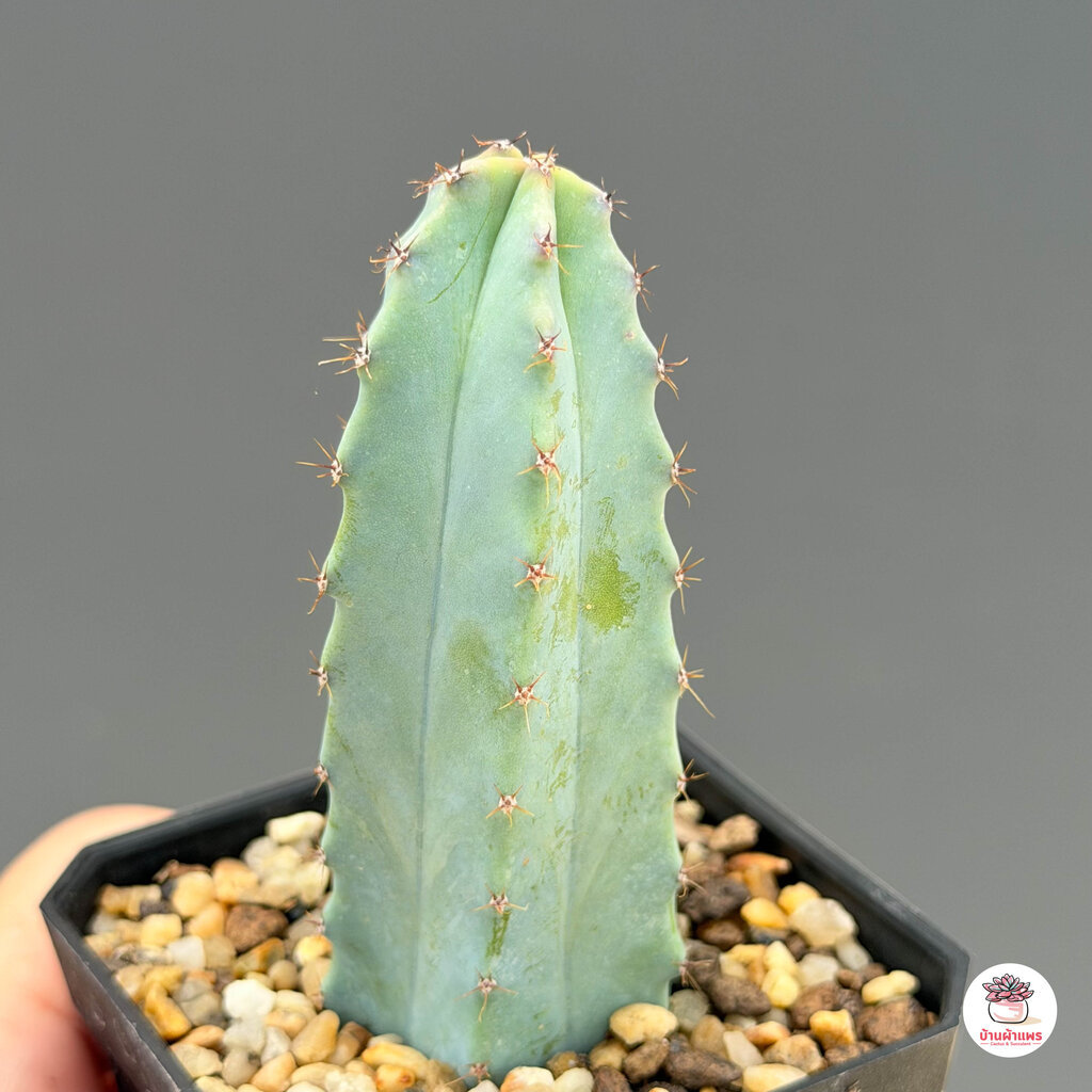 ตอบลูหนามถี่ ตอบลูจีน ( Myrtillocactus Geometrizans ) ตอกราฟไม้ แคคตัส กระบองเพชร cactus&succulent - รูปที่ 3