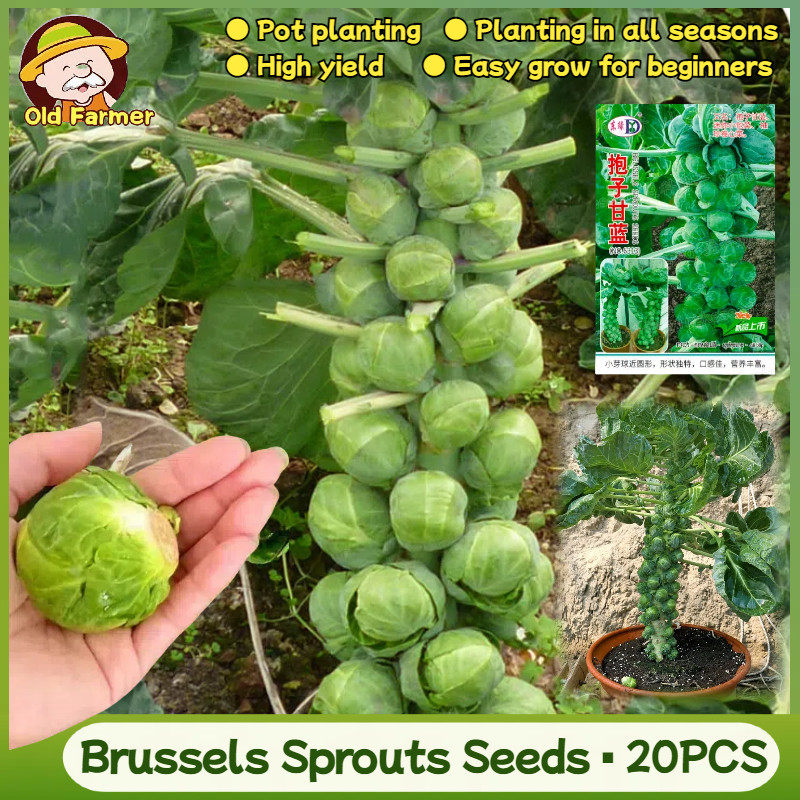 20 เมล็ด เมล็ดพันธุ์ กะหล่ำดาว Brussels Sprouts Seeds บอนไซ เมล็ดพันธุ์พืช เมล็ดผักสวนครัว เมล็ดพันธุ์ผัก เมล็ดผัก