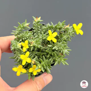 คุณนายตื่นสายโซมาเลีย ดอกเหลือง portulaca coralina กุหลาบหิน cactus&succulentหลากหลายสายพันธุ์