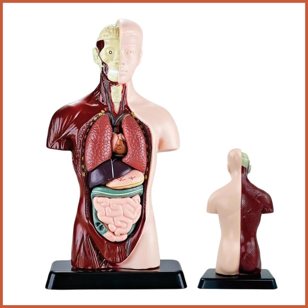 Anatomy สําหรับเด็กวิทยาศาสตร์ที่แม่นยําของเล่นเพื่อการศึกษา Anatomy Study เครื่องมือโครงกระดูกสําหร