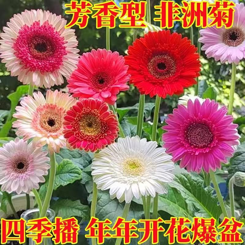 现货热卖非洲菊花种子重瓣非洲菊种籽四季易种活阳台室内室外盆栽花卉种子African daisy seeds, double-flowered African daisy seeds, suitable
