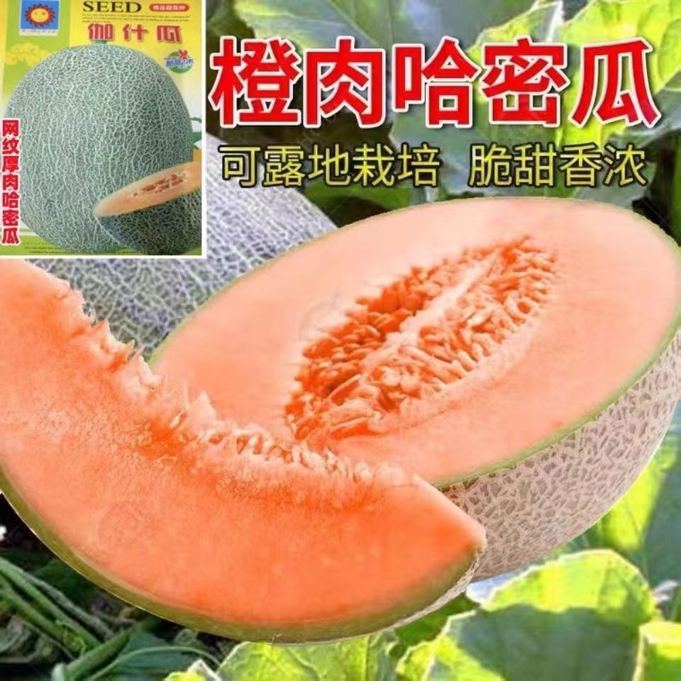 现货*哈密瓜种子甜伽师瓜甜瓜四季香瓜春季种籽孑春天水果籽南方种植Hami melon seeds, sweet Gashi melon, sweet melon, four-season fragra