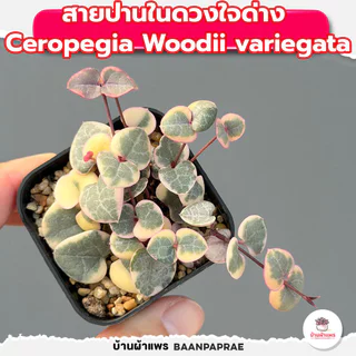 รวมกุหลาบหินและไม้อวบน้ำ หลายสายพันธุ์ ส่งทั้งกระถาง cactus&succulent