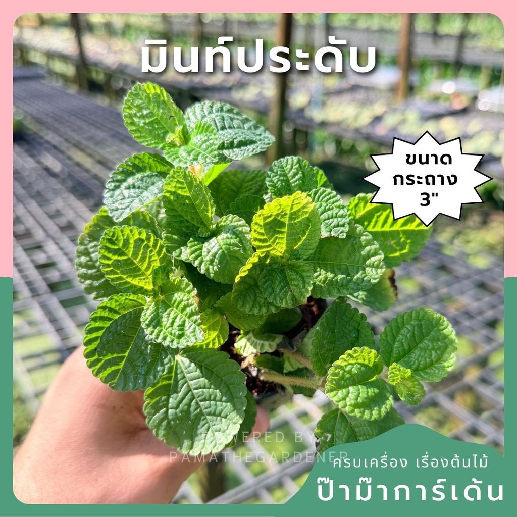 มินท์ประดับ 3–6 นิ้ว – Ornamental Mint