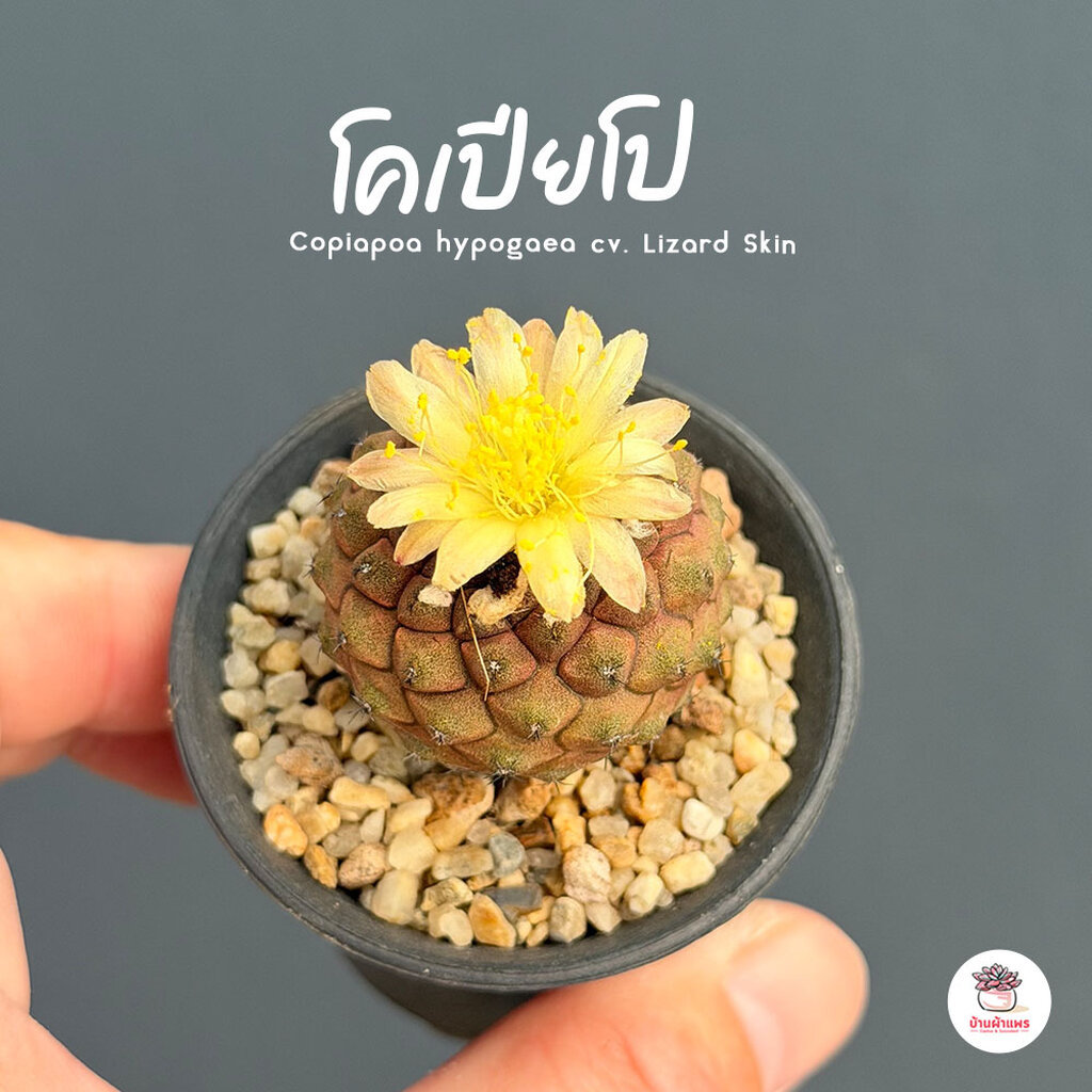 โคเปียโป Copiapoa hypogaea cv. Lizard Skin แคคตัส กระบองเพชร cactus&succulent