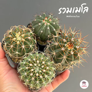 รวมเมโลแคคตัส Melocactus #กระถาง2นิ้ว แคคตัส กระบองเพชร cactus&succulent