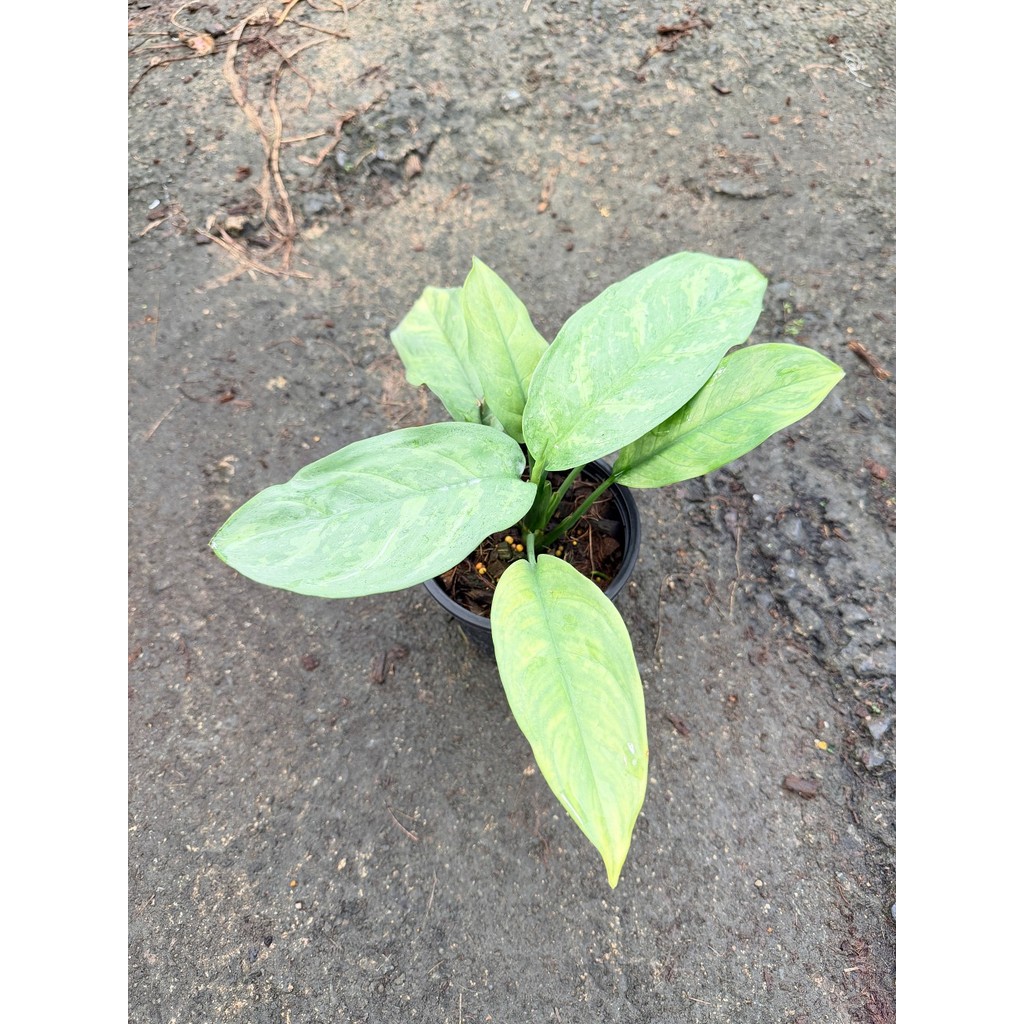 เงินเต็มบ้าน 6 นิ้ว - Dieffenbachia - มุมมองที่ 2