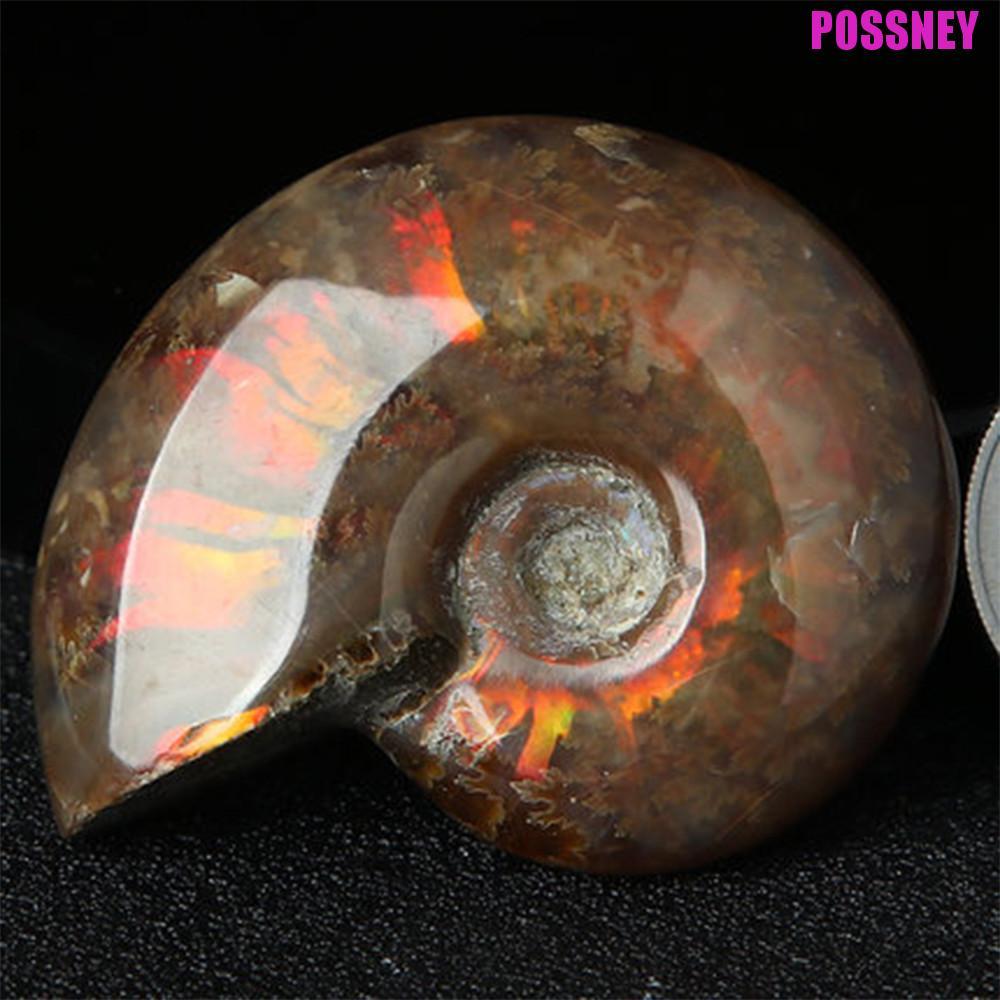 POSSNEY Ammonite ของสะสมเฉพาะของขวัญ Mascot Natural