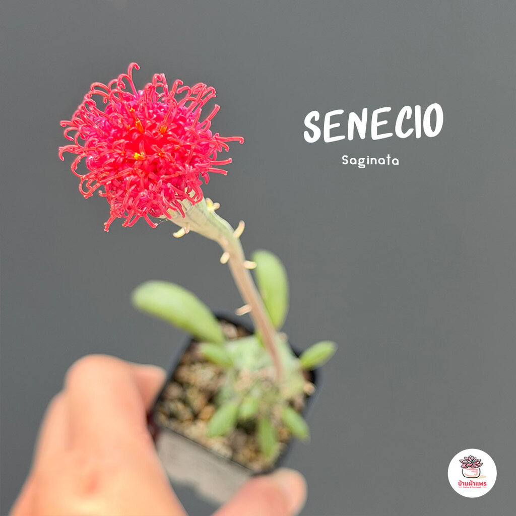Senecio Saginata ไม้อวบน้ำ กุหลาบหิน cactus&succulentหลากหลายสายพันธุ์