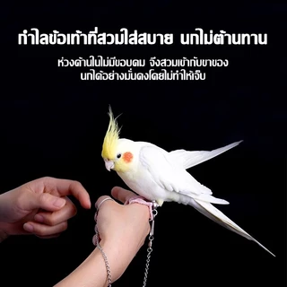 โซ่คล้องขานกสแตนเลส พร้อมห่วงเปิดนก โซ่ขานก ห่วงขานก ห่วงนก 50-80ซม หนา0.8mm ป้อนกันนกหลุด นกแก้ว ฟอพัส